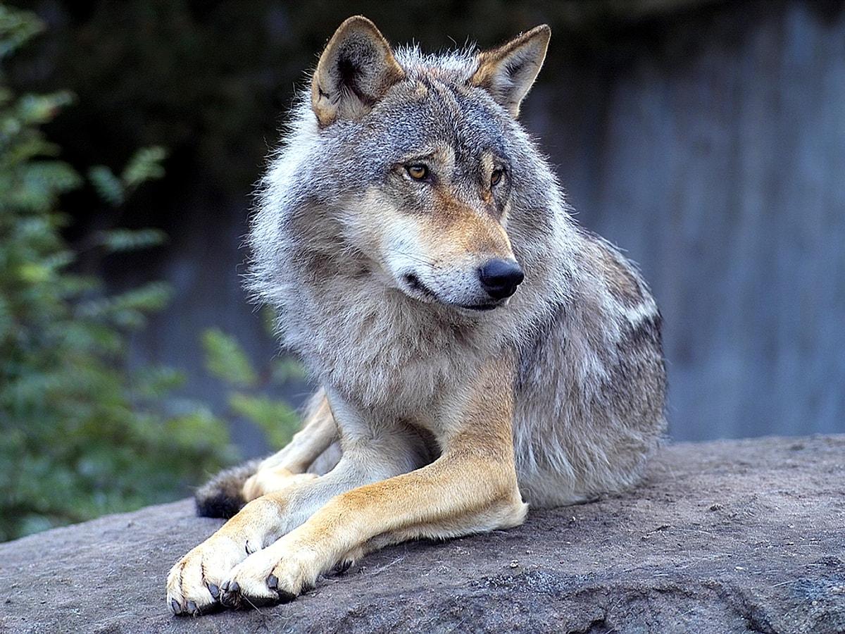 Жизнь серого волка. Среднерусский Лесной волк. Волк лежит. Красивый волк. Настоящий волк.