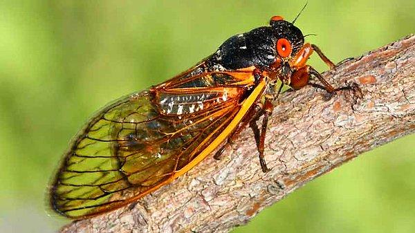 20. Ağustos böcekleri 17 yıllarını yer altında geçirirler.