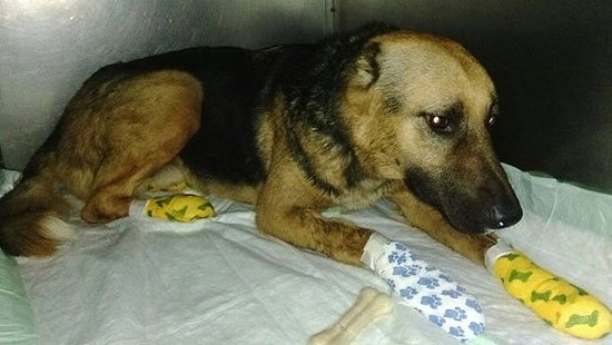 Sahibinin Arkasından Patileri Kanayana Kadar Kilometrelerce Koştu