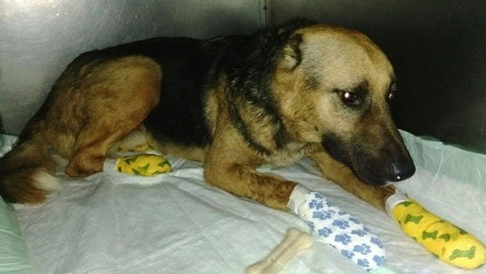 Sahibinin Arkasından Patileri Kanayana Kadar Kilometrelerce Koştu