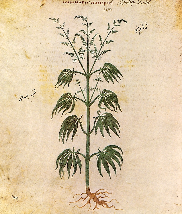 Kenevir (Cannabis), Cannabaceae familyasına ait, tek yıllık bitki cinsidir. Anavatanı Orta Asya'dır.