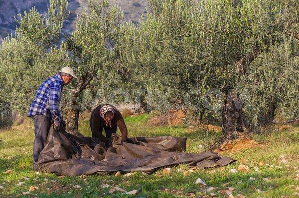 10. Yunanistan dünyanın en büyük 3'üncü zeytin yağı üreticisi.