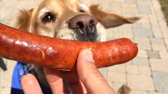 Bir Şeyleri Havada Yakalama Konusunda Aşırı Beceriksiz Olan Fritz