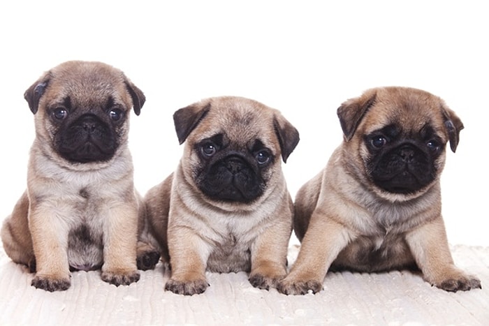 Pug Sahibi Olanların Yaşadığı Tecrübeler