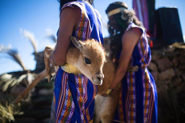 18. Geleneksel Chaccu Festivali'nde kesilecek deve yavrusu.