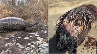 Dev Bir Piton 14 Kilogramlık Oklu Kirpiyi Yemeye Çalışınca İşte Böyle Oluyor