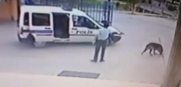 İzmir’de Köpeği Vuran Polis Hakkında Soruşturma Başlatıldı İzmir’de Köpeği Vuran Polis Hakkında Soruşturma Başlatıldı
