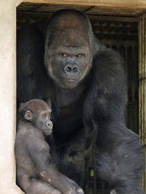 Genç kadınlar, Shabani hakkında konuşurken 'Ikemen' ifadesini sıklıkla kullanıyorlar. Bu tabirin yakışıklı ve genç erkekler için kullanıldığını da hemen belirtelim.