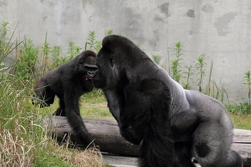Ancak diğer goriller bu durumdan oldukça rahatsız olmuşa benziyor; haksız da sayılmazlar hani. Shabani kıskanılmayacak gibi değil gerçekten!