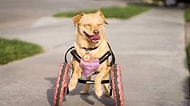 Ölümden Dönüp Hayatını Tekerlekli Sandalye ile Sürdüren Köpek Daisy'nin Göz Yaşartıcı Öyküsü