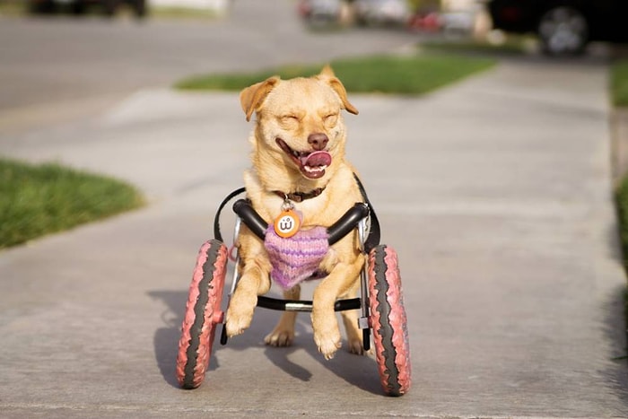 Ölümden Dönüp Hayatını Tekerlekli Sandalye ile Sürdüren Köpek Daisy'nin Göz Yaşartıcı Öyküsü