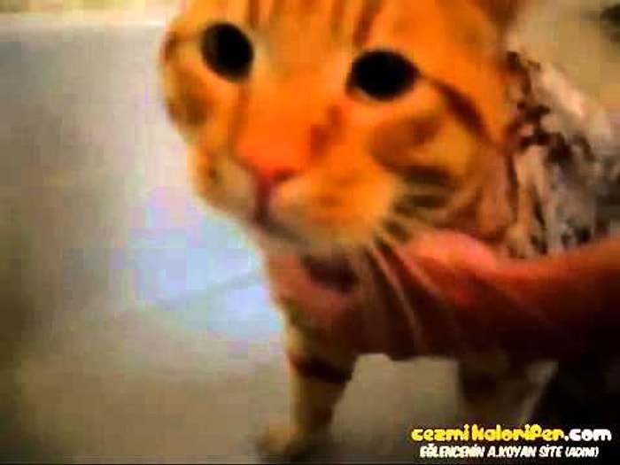 Suyu Görünce Davut Diye Bağıran Kedi