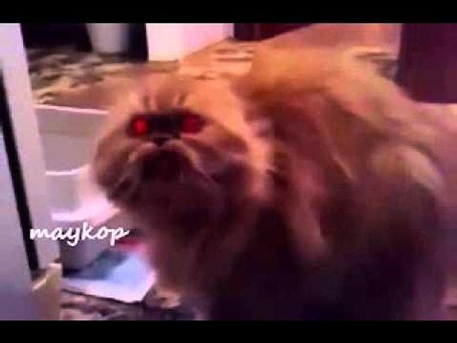 Cüneyt Arkın Filmlerinden Fırlamış Gibi Duran Gözlerinden Ateş Saçan "Noluyo abi noluyo"Diyen Sevimli mi Sevimli Kedi