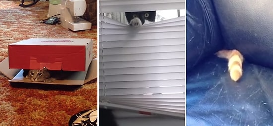 Çevresindeki İnsanların İlgisinden Usanmış 15 Kedi