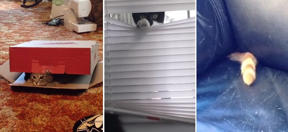 Çevresindeki İnsanların İlgisinden Usanmış 15 Kedi