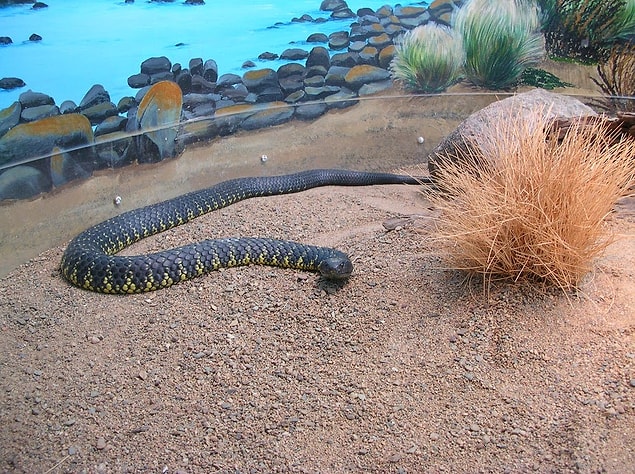 5. Inland Taipan