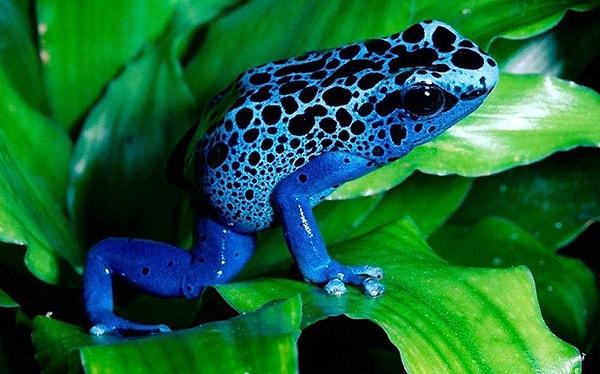 1. Dort Poison Frog - Zehirli Ok Kurbağası