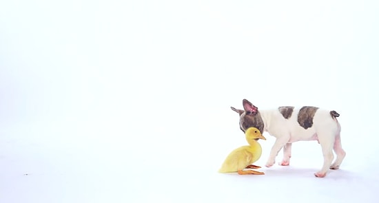 Sevimli Köpeklerin Diğer Hayvanlarla ve Çocuklarla İlk Karşılaşma Anı