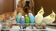 Görüp Görebileceğiniz En Alışılmadık Fakat En Tatlı Dostluk: Bir Köpek, Sekiz Kuş ve Bir Hamster!