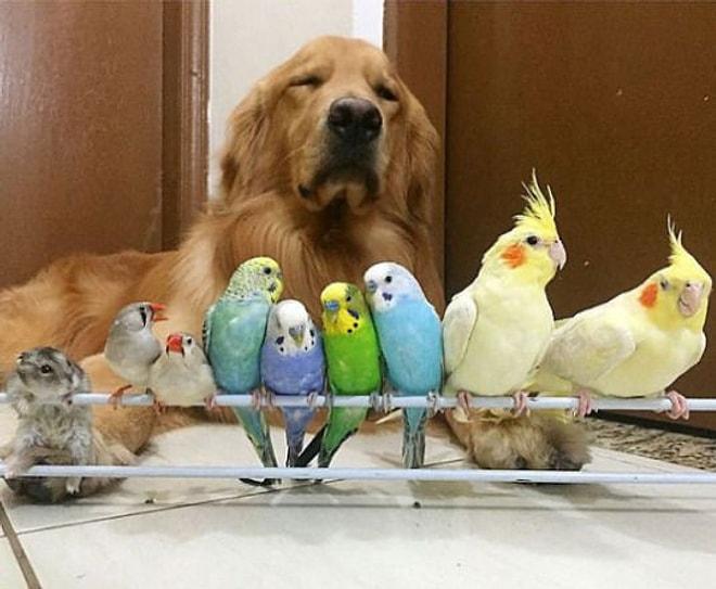 Görüp Görebileceğiniz En Alışılmadık Fakat En Tatlı Dostluk: Bir Köpek, Sekiz Kuş ve Bir Hamster!