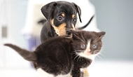 Hayatlarında İlk Defa Bir Köpek ile Tanışan Sevimli Yavru Kediler