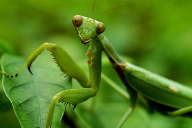 16 Important Life Lessons We All Should Learn Praying Mantis!