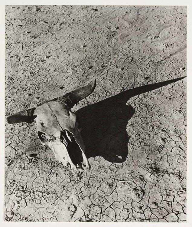 20. Güney Dakota Çöllerinde Bir Öküzün Ağarmış Kafatası - Arthur Rothstein (1936)
