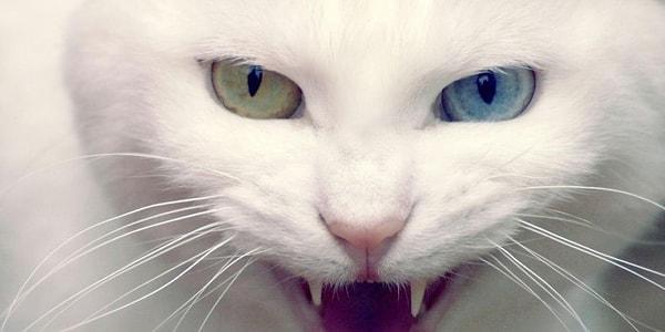 13. Dünyada yüzmekten hoşlanan tek kedi türü Van kedisidir.