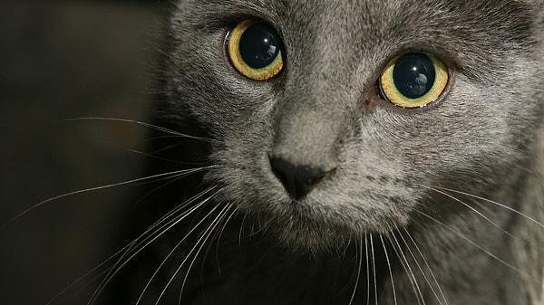 16. Kedilerin her bir yanağında genelde 12 bıyık bulunur.