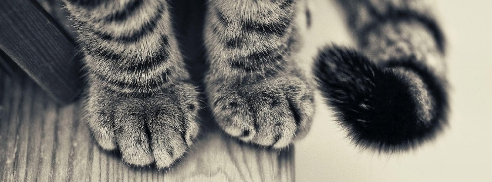 Kedileri Seviyorsanız Bunları da İlla ki Seveceksiniz: Birbirinden Sevimli 24 Pati