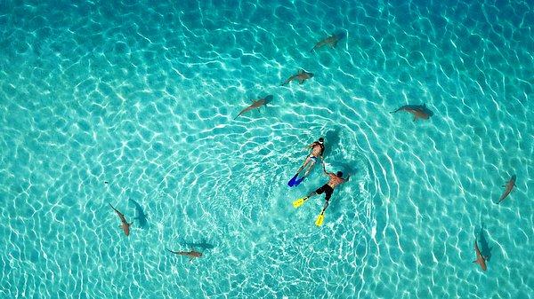 1.'lik Ödülü – Doğa Fotoğrafları: Köpek Balıklarıyla Yüzme - Tahitiflyshoot