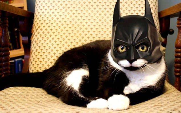 5. Bu kedicik; dünyaya gelirken şıklarda kaydırma yapıp Batman olacakken yanlışlıkla kedi olmuş gibi sanki. 😅
