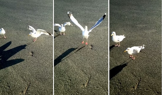 Dans Kelimesini Duyunca Dans Etmeye Başlayan Şapşik Martı