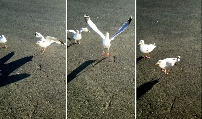 Dans Kelimesini Duyunca Dans Etmeye Başlayan Şapşik Martı