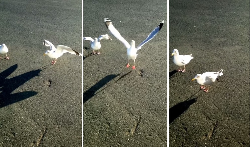 Dans Kelimesini Duyunca Dans Etmeye Başlayan Şapşik Martı