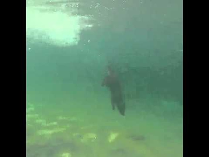 Yaklaşık 4 Metre Suya Dalan Köpek