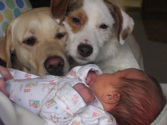 4. Ailenin yeni üyesini evin köpekleri ile tanıştıran ebeveyn.