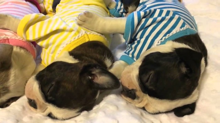 Sevimli Yavru Köpeklerin Pijama ile Uyku Keyfi