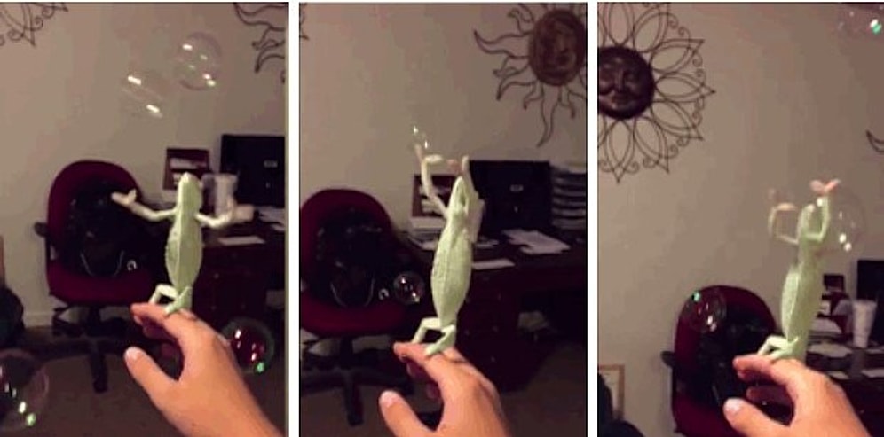 Sabun Köpüklerini Patlatmaya Bayılan Bukalemun Laura