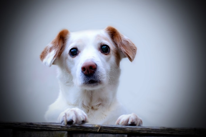 İtalya'da Köpeklere Havlama Yasağı