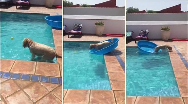 Havuzdaki Topu Almaya Çalışan Ama Suda İlerlemekte Korkan Köpekten Zekice Hamle