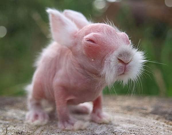 1. Bu minik tavşan 2009 doğumlu ve evet; tüysüz.