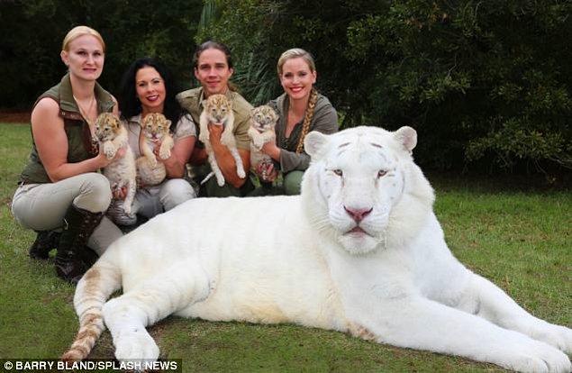 Bu da minik ligerların amcası Herkül. Kendisi dünyanın en büyük kedisi sıfatını elinde tutuyor. Görünüşe göre bu, ailenin ilk rekoru olmakla kalmamış.