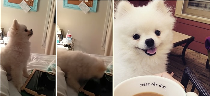 Dünyanın En Tatlı Hapşırığına Sahip Köpek