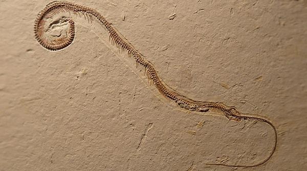 10. 120 milyon yıllık dört ayaklı yılan fosili bulundu
