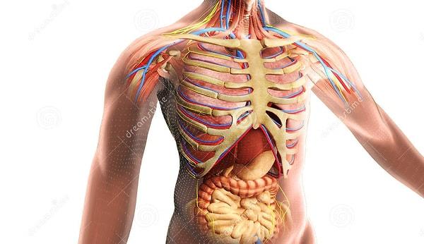 30. İç organlarınızın büyük bir kısmını kaybetseniz dahi hayatta kalabilirsiniz.
