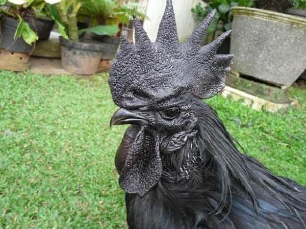 Bu ilginç tavuk, Endonezya’nın Ayam Cemani tavuğu. Kendisi oldukça nadir bir tavuk türü; bunun nedeni ise apaçık belli oluyor: Siyah tüyler, gaga, dil, bacaklar, ayak tırnakları; hatta et, kemik ve organlar!