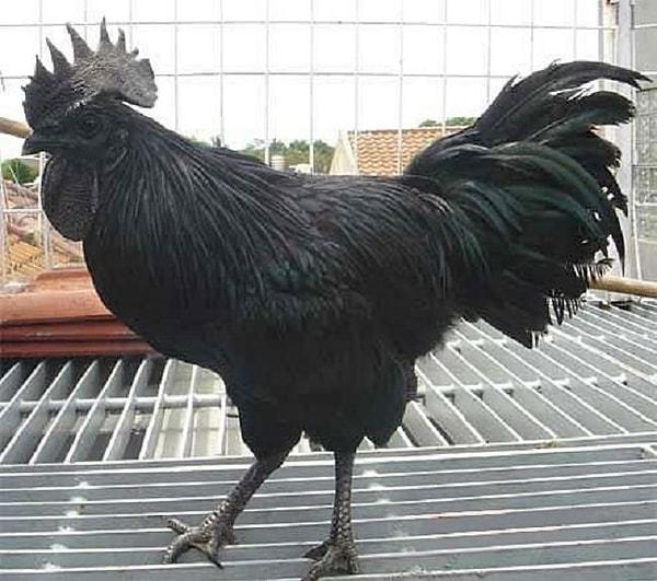 ‘Ayam’ kelimesi Endonezcede tavuk anlamına geliyor, ‘Cemani’ ise Cava dilinde tamamen siyah demek. Siyah renk de ‘fibromelanosis’ olarak bilinen genetik bir özellikten geliyor.