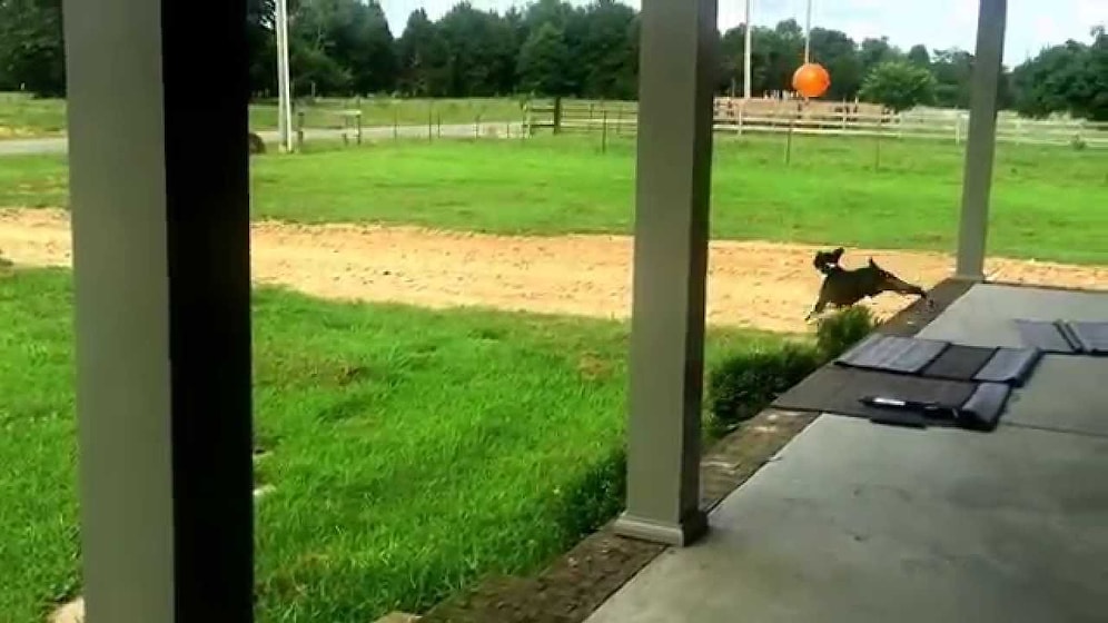 Balonla Oynayan Dünyanın En Mutlu Köpeği