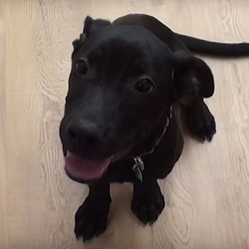 Ve böylelikle bir köpek ikinci bir hayata başladı...
